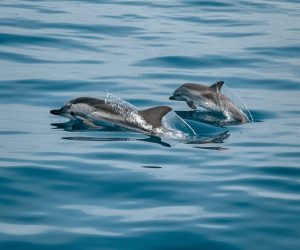 jonas-von-werne-wN6EybHR2x8-unsplash